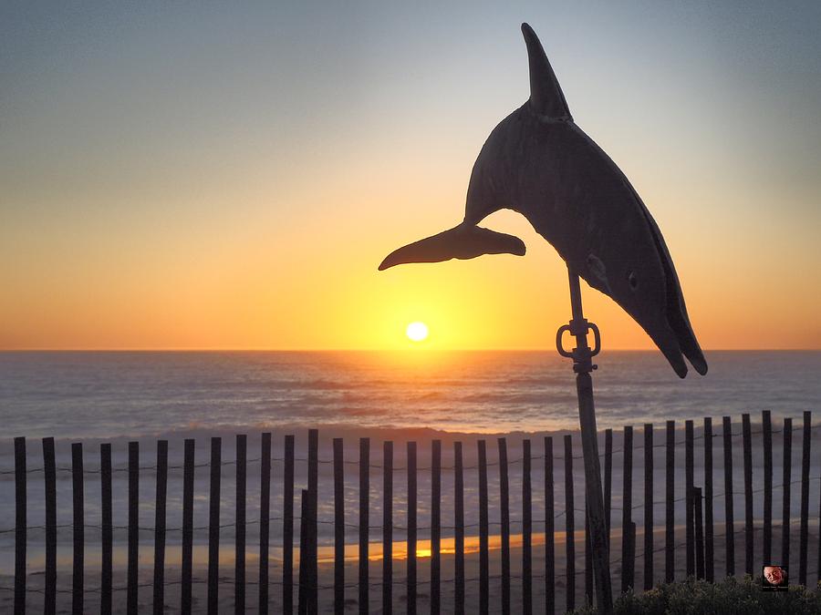 Dolphin Sunset Photograph by Richard Thomas