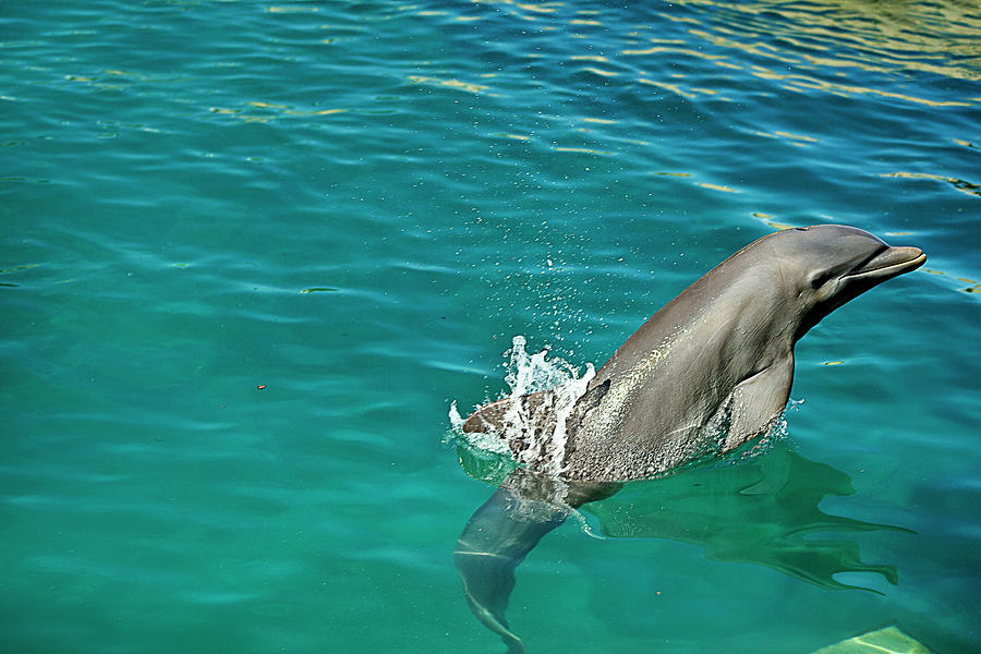 Dolphin, Xcaret, Mayan Riviera, Mexico Digital Art by Claudia Uripos