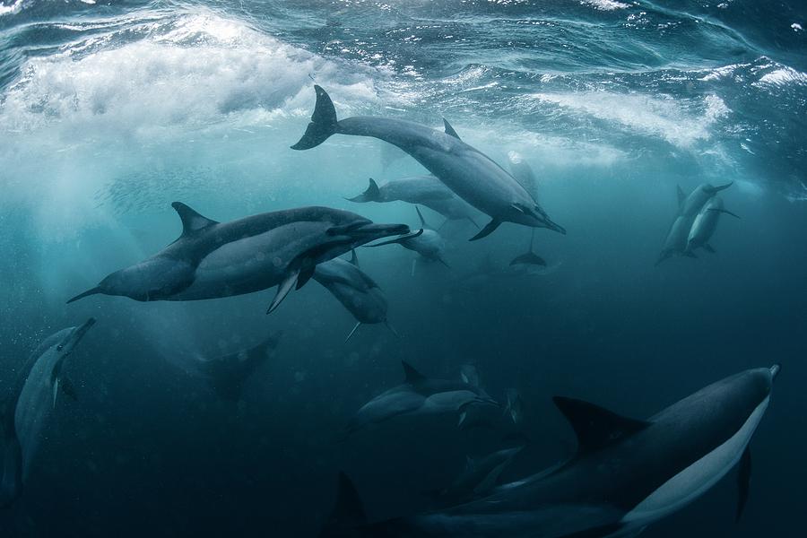 Dolphine Run Photograph by Andrey Narchuk