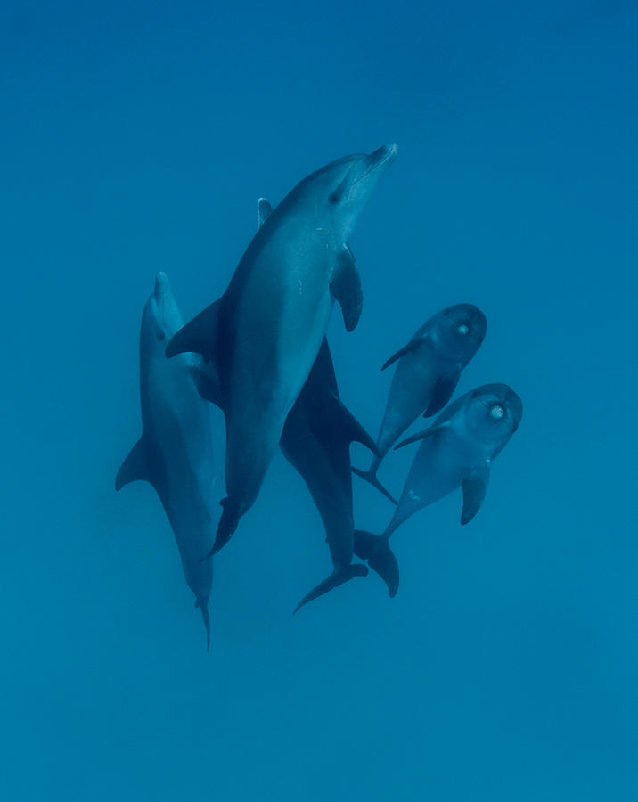 Dolphins 6 Photograph by Romano Molinari