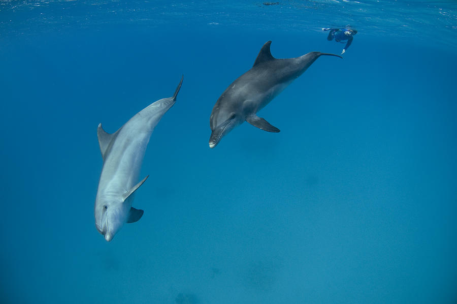 Dolphins 7 Photograph by Romano Molinari