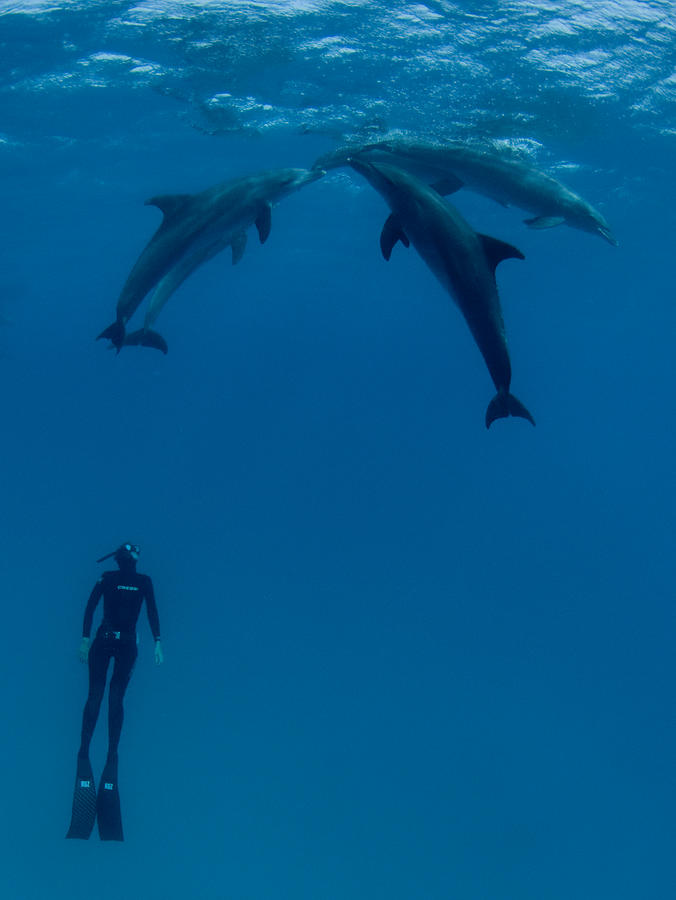 Dolphins And The Woman 2 Photograph by Romano Molinari