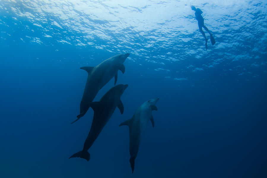 Dolphins And The Woman 5 Photograph by Romano Molinari