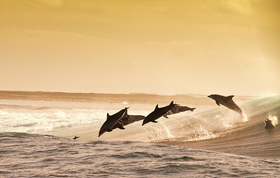 Dolphins At Abrolhos Islands Photograph by Mike Riley