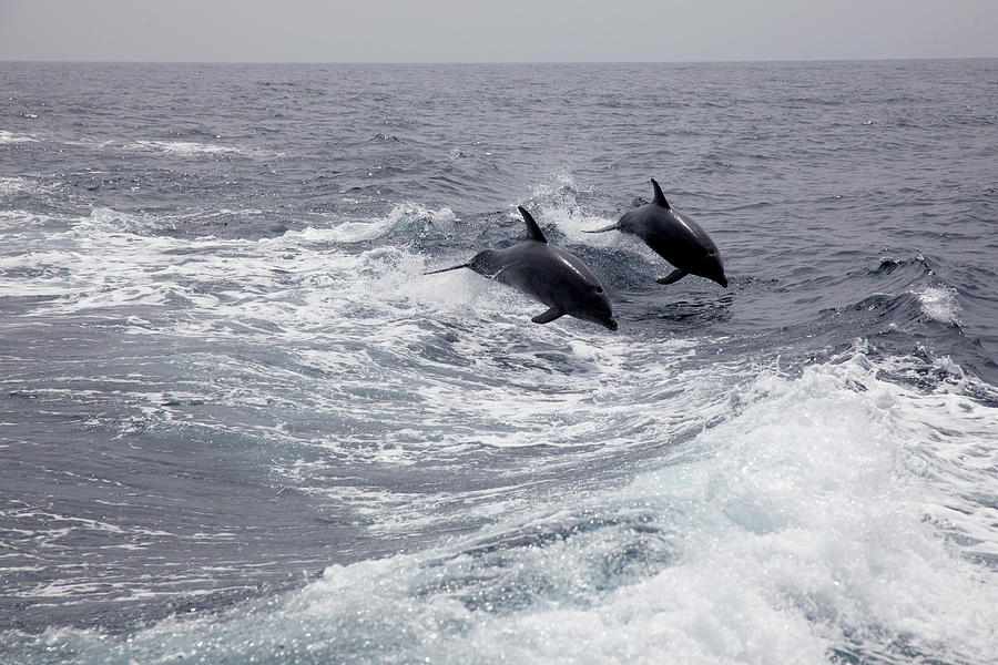 Dolphins at Play Photograph by John Noel - Fine Art America