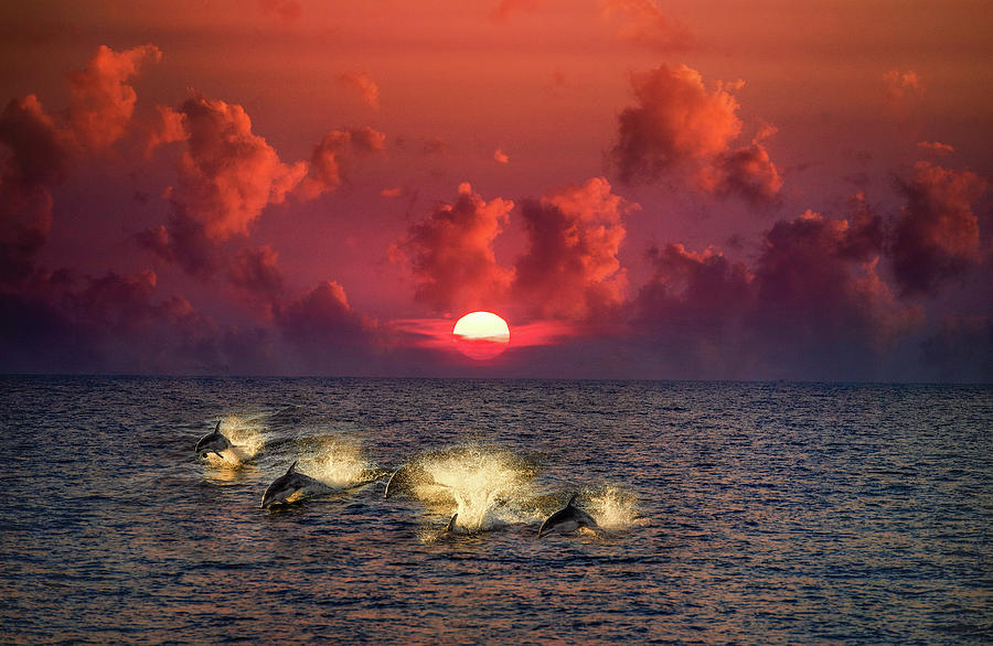 Dolphins At Sunset Photograph by Max Seigal