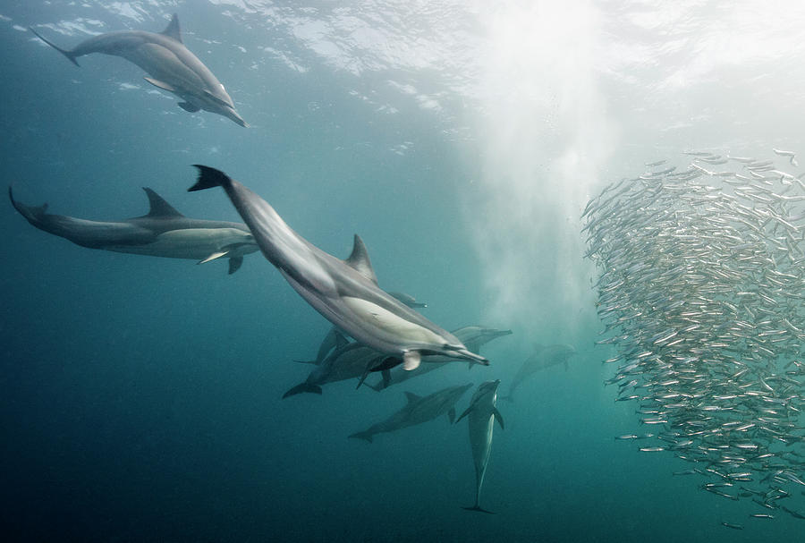 Dolphins Attack Photograph by Dmitry Miroshnikov