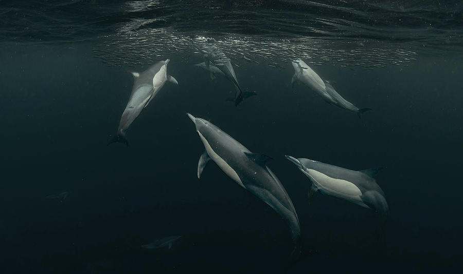 Dolphins Hunting Photograph by Jennifer Lu
