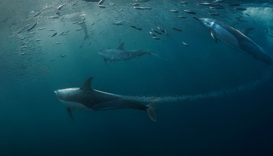 Dolphins Hunting (sardine ) Photograph by Jennifer Lu