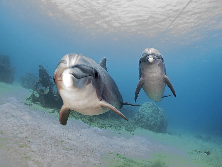 Dolphins Photograph by Ilan Ben Tov