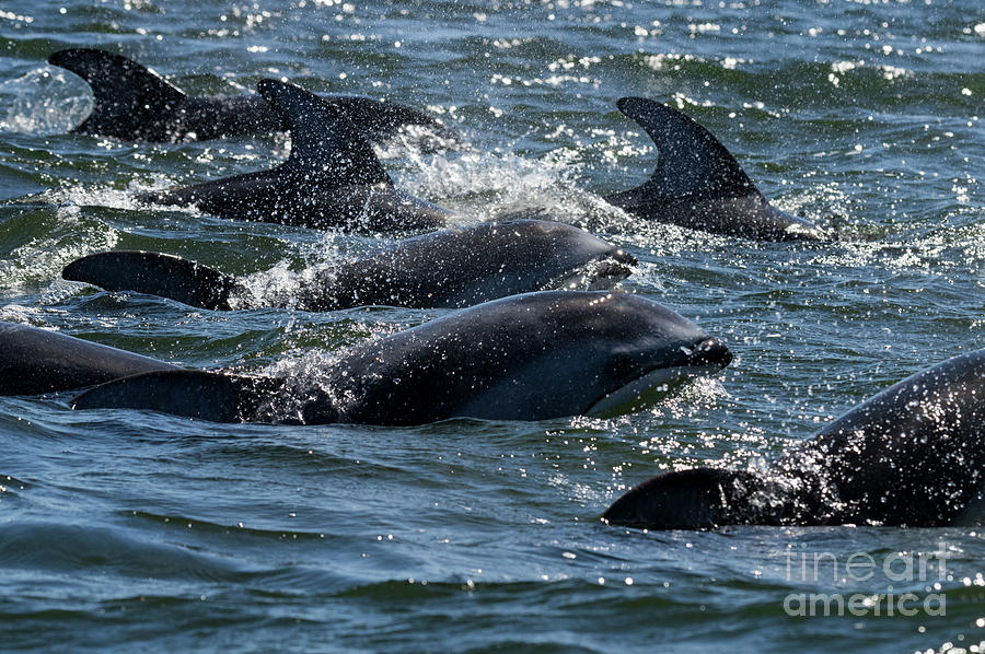 Dolphins in our Wake Photograph by Louise Magno