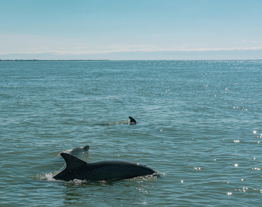 Dolphins in Sparkling Waters Photograph by Liz Albro