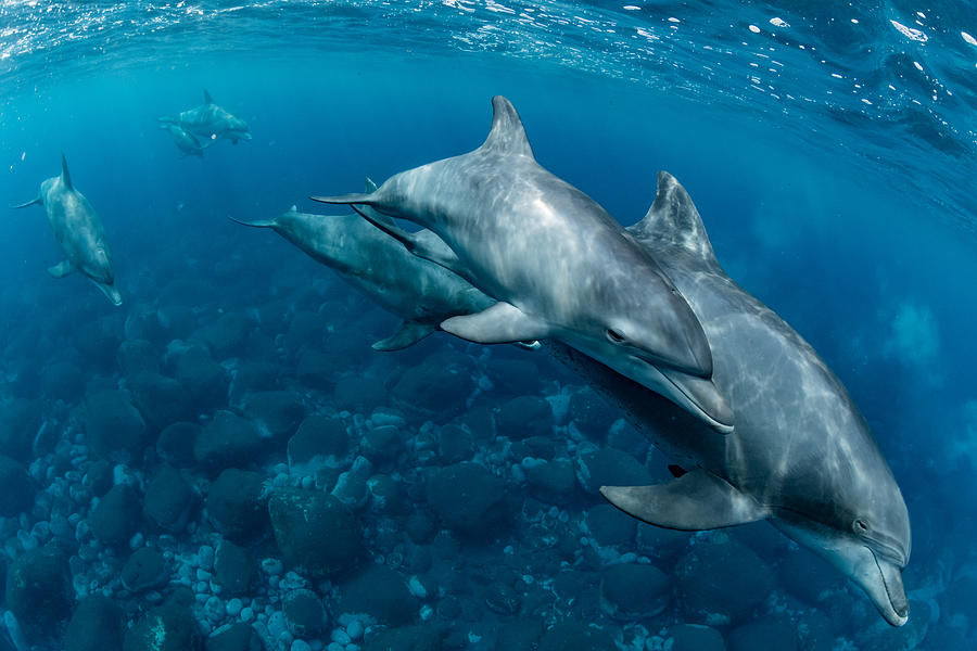 Dolphins Living On Mikura Island Photograph by Daisuke Kurashima