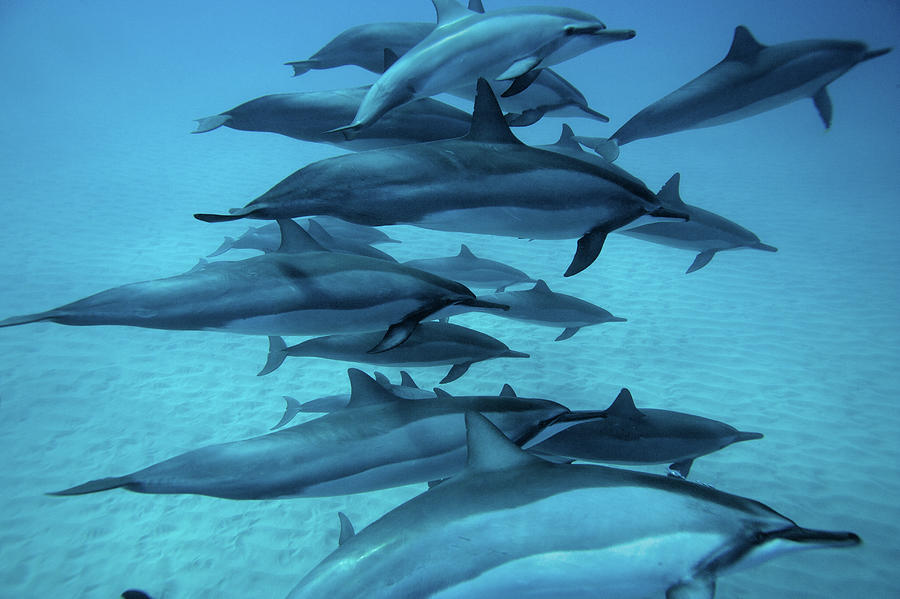 Dolphins Photograph by M Swiet Productions