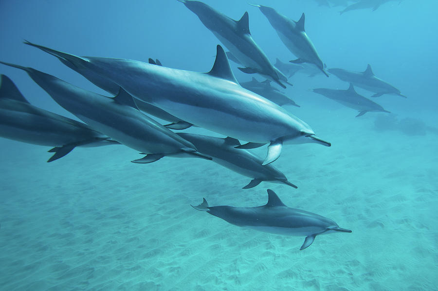 Dolphins Photograph by M.m. Sweet