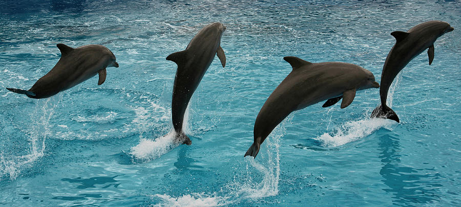 Dolphins Photograph by orsteinn H. Ingibergsson