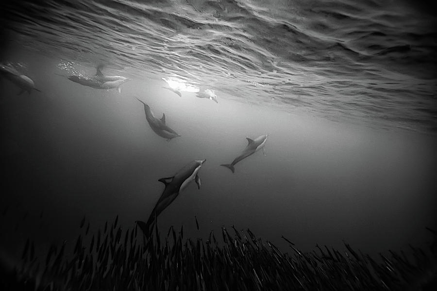 Dolphins Re-grouping Afterorchestrated Photograph by Paul Cowell Photography