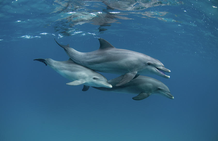 Dolphin Photograph - Dolphins by Romano Molinari