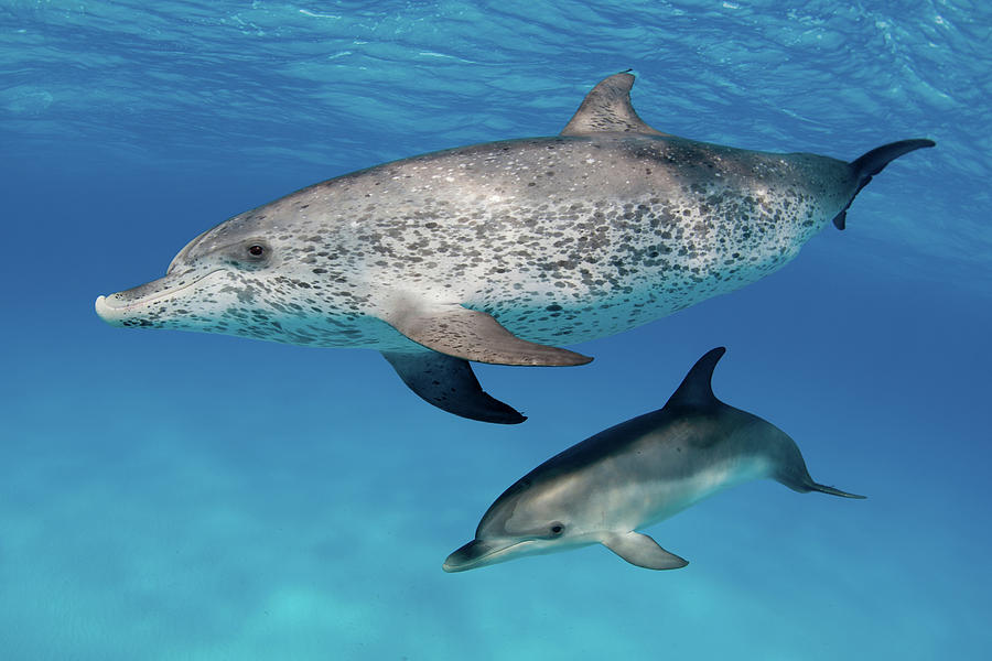 Dolphins Swimming In Tropical Water Digital Art by George Karbus ...