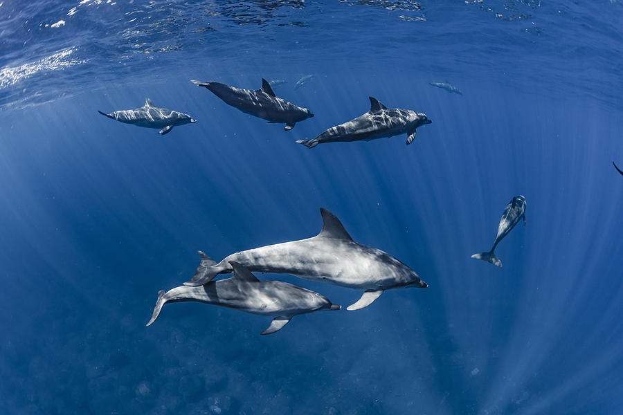 Dolphins Swimming Under The Light Photograph by Daisuke Kurashima