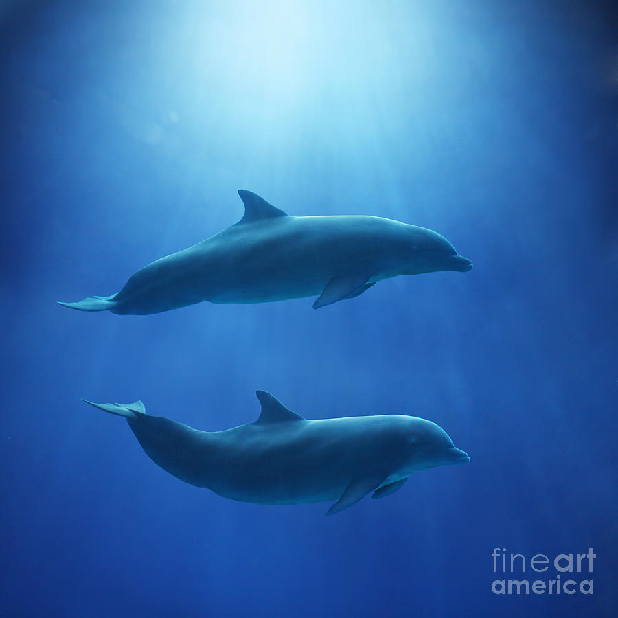 Dolphins Underwater On Blue Background Photograph by Stanislaw Pytel