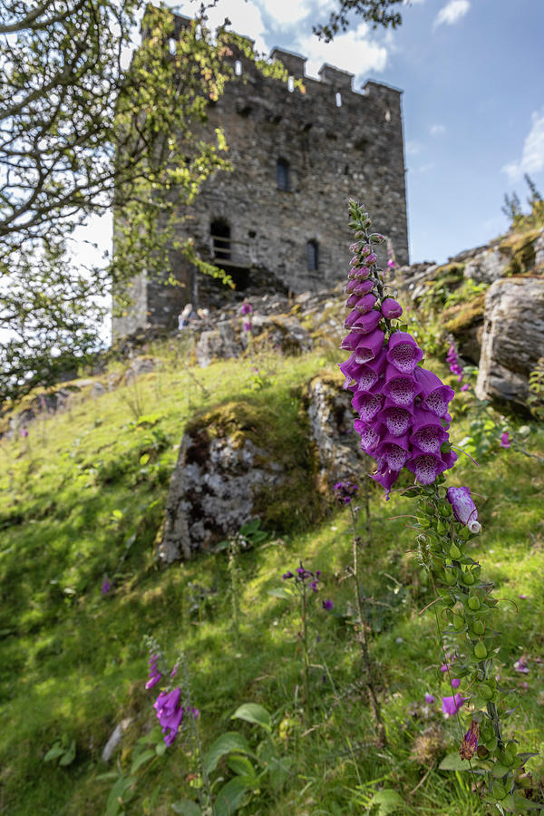 Dolwyddelan Castle with Flower Photograph by John McGraw
