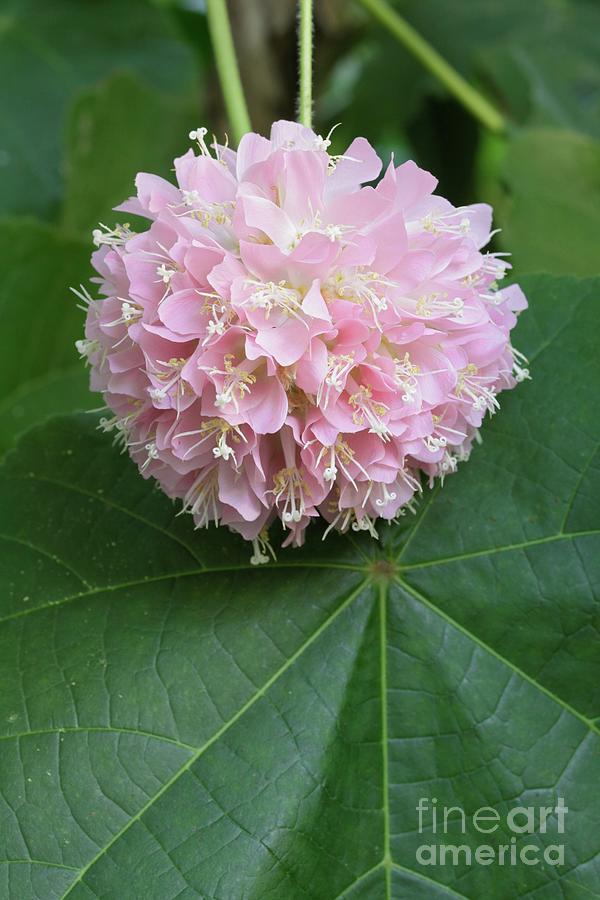 Dombeya X Cayeuxii by Science Photo Library