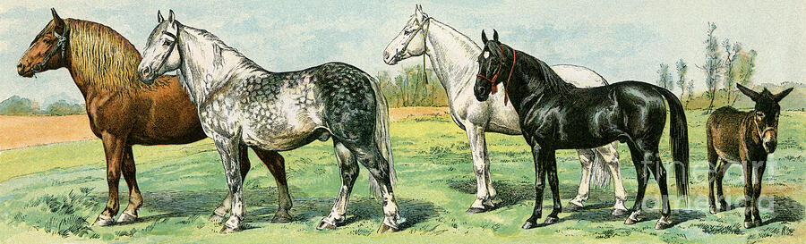 Animal Drawing - Domestic Animals, Horse Breeds And A Donkey Lithograph From 19th Century Illustration by American School