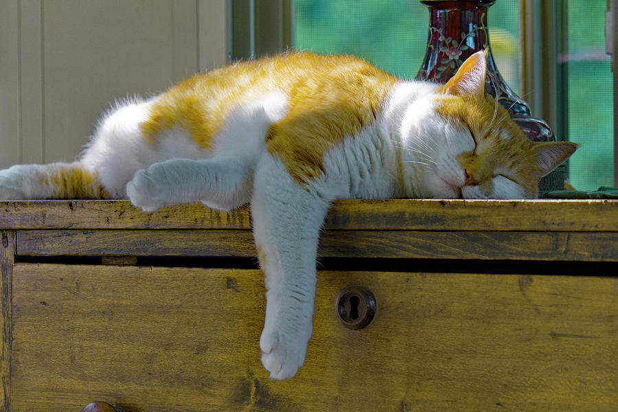 Domestic Cat Napping Photograph by Michael Gadomski - Pixels