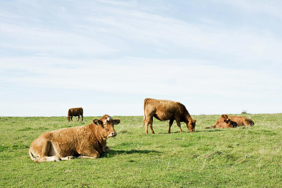 Domestic Cattle Grazing On Field Photograph by Kentaroo Tryman