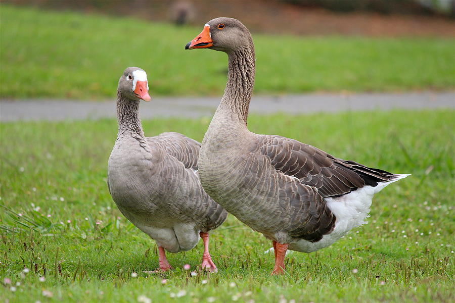 Domestic Geese Photograph