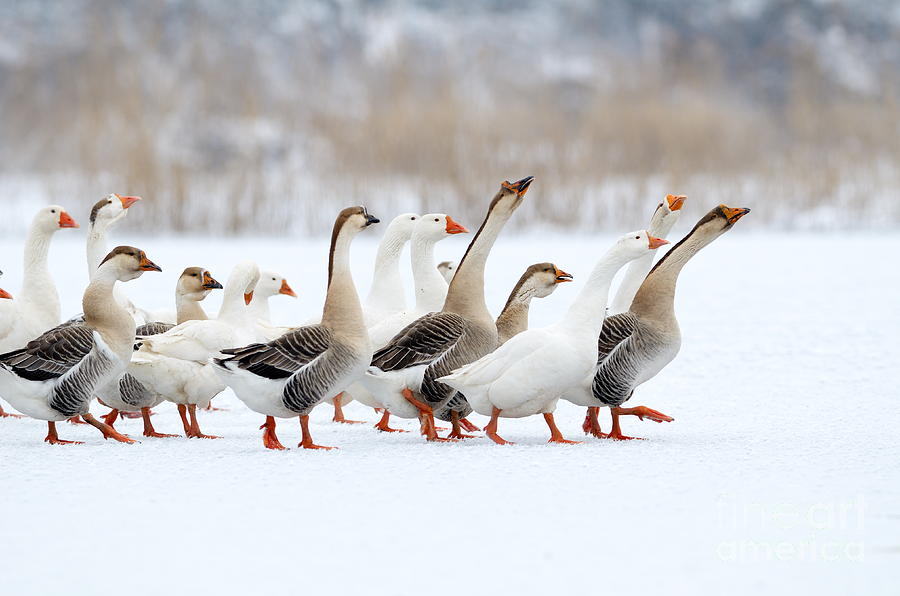Domestic Geese Outdoor In Winter Photograph by Aabeele Pixels