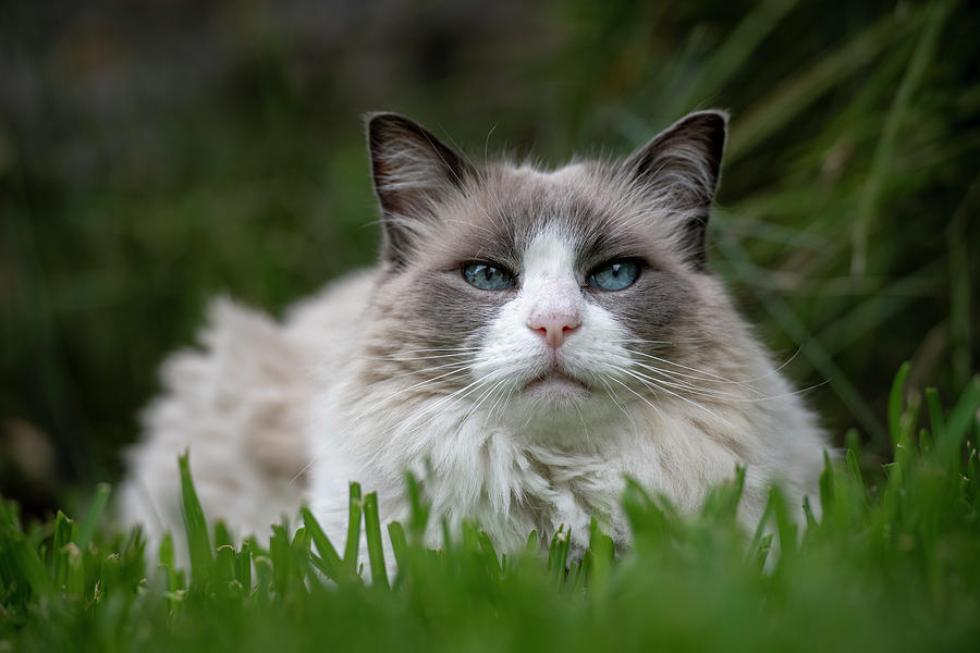 Domestic Ragdoll Cat, Looking At Camera, Victoria, Australia Photograph ...