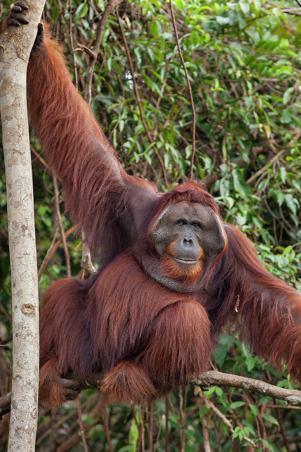 Dominant Male Orangutan In Tree Photograph by Suzi Eszterhas