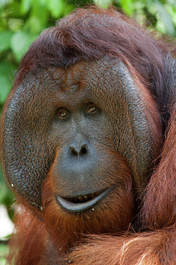 Dominant Male Orangutan Photograph by Suzi Eszterhas