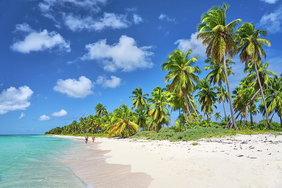 Dominican Republic, La Altagracia, Saona Island, Coconut Palm Trees On ...