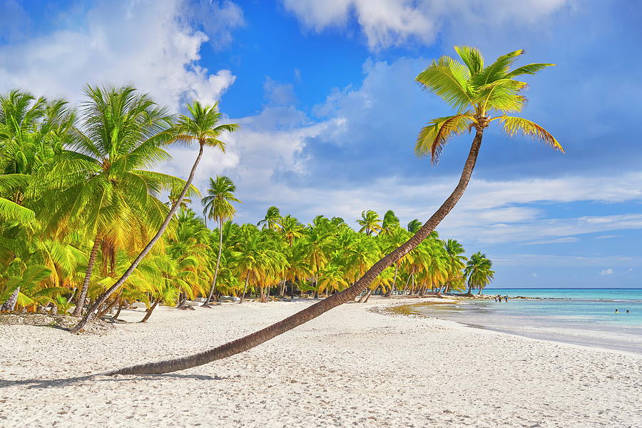 Dominican Republic, La Altagracia, Saona Island, Palm Tree On The Beach ...