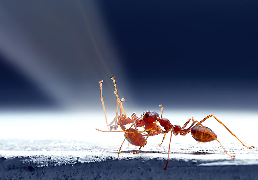 Ant Photograph - Don't Leave Me by Hendra Senjaya
