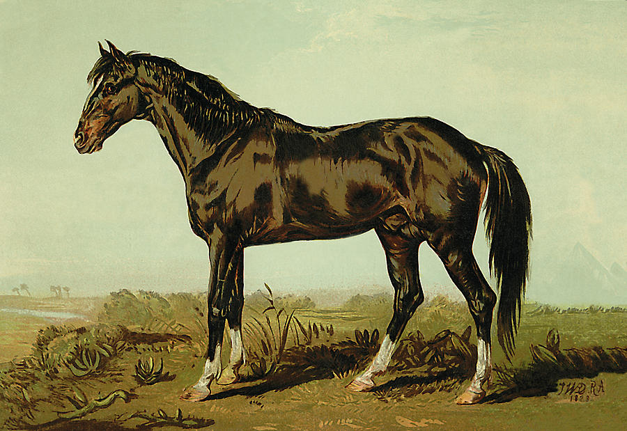 Dongola Horse Painting by Samuel Sidney