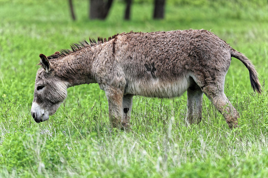 Donkey 1 Photograph by Doolittle Photography and Art