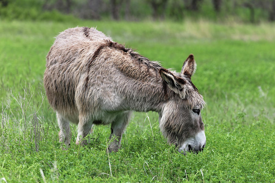 Wild Donkey in Custer St Park SD  Photograph by Doolittle Photography and Art