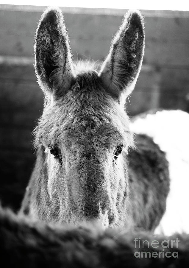 Donkey #30 Photograph by Carien Schippers