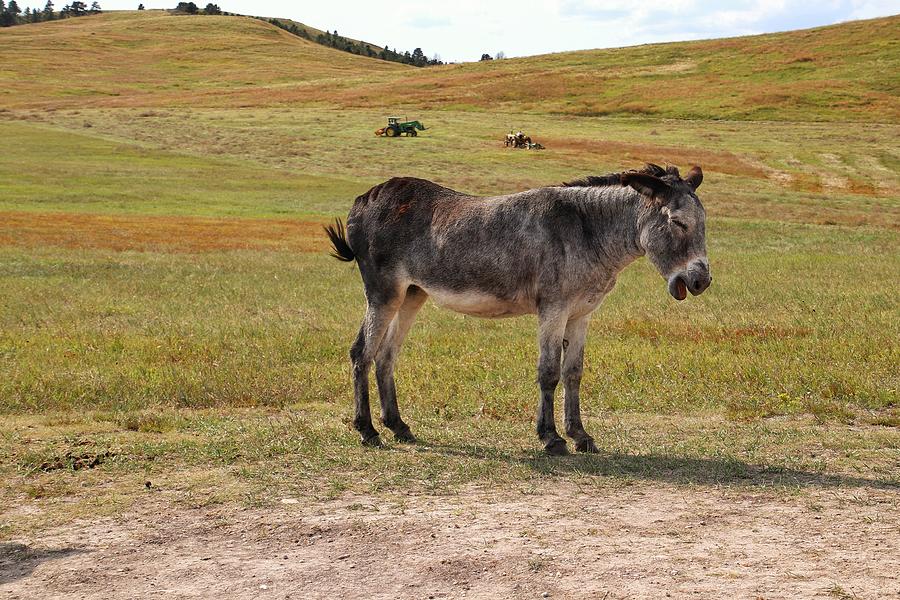 Donkey at Custer State Park Photograph by Susan Jensen