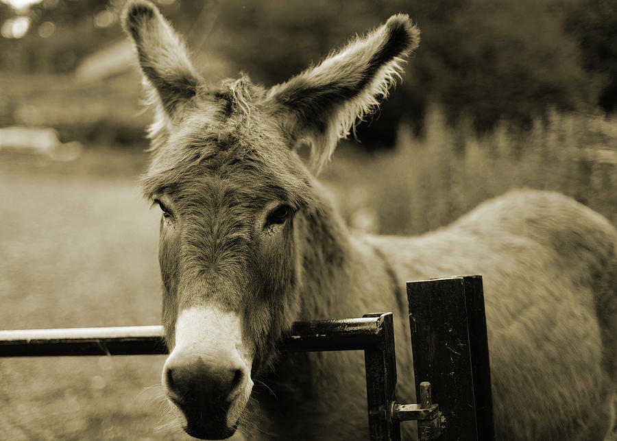 Donkey Photograph by Dyker the horse 1976 Donkey Photograph by Dyker the horse 1976