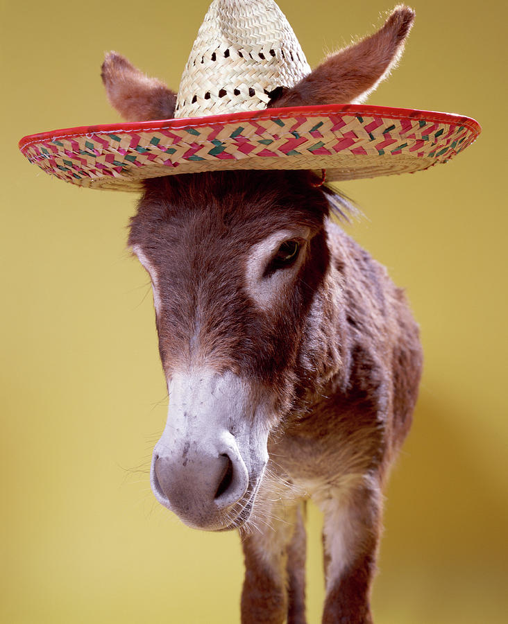 Donkey Equus Straw Hat by Digital Vision