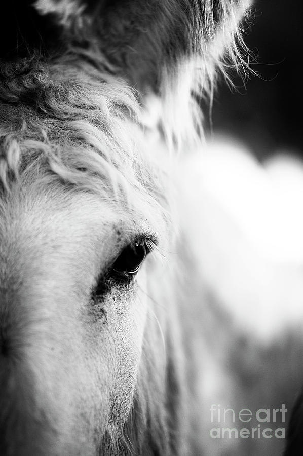 Donkey Eye Photograph by Carien Schippers