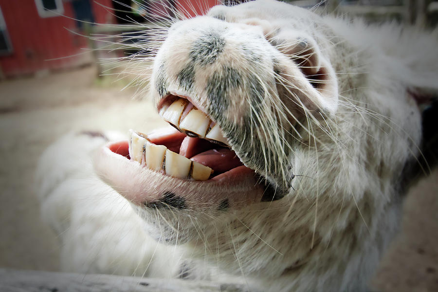 Donkey Face Photograph by By Eric Lorentzen-newberg