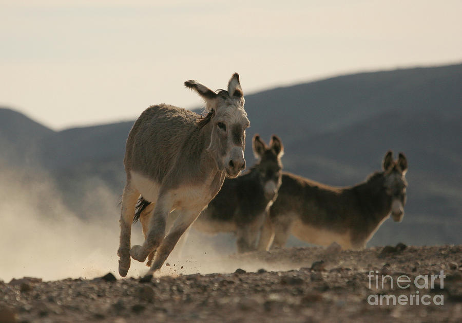 Donkey Fight Photograph by Michael Vance Pemberton | Fine Art America