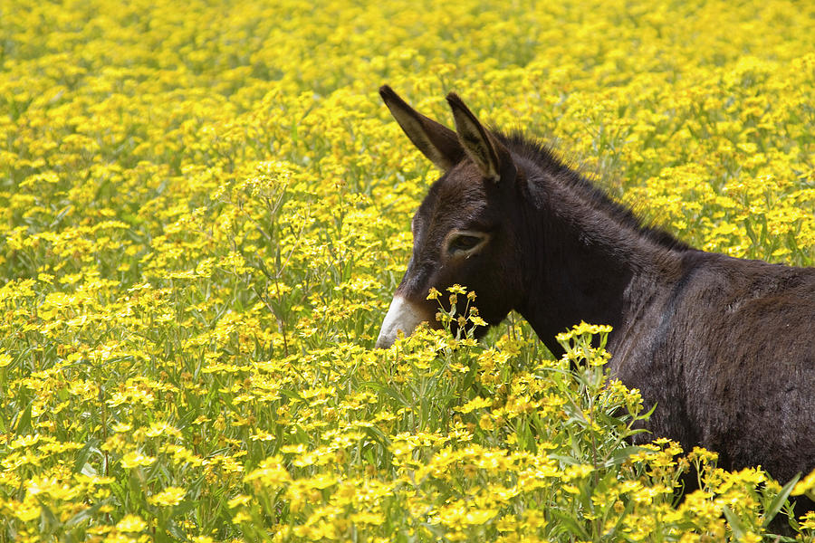 Donkey In Flowerfield, Ethiopia Photograph by Lingbeek