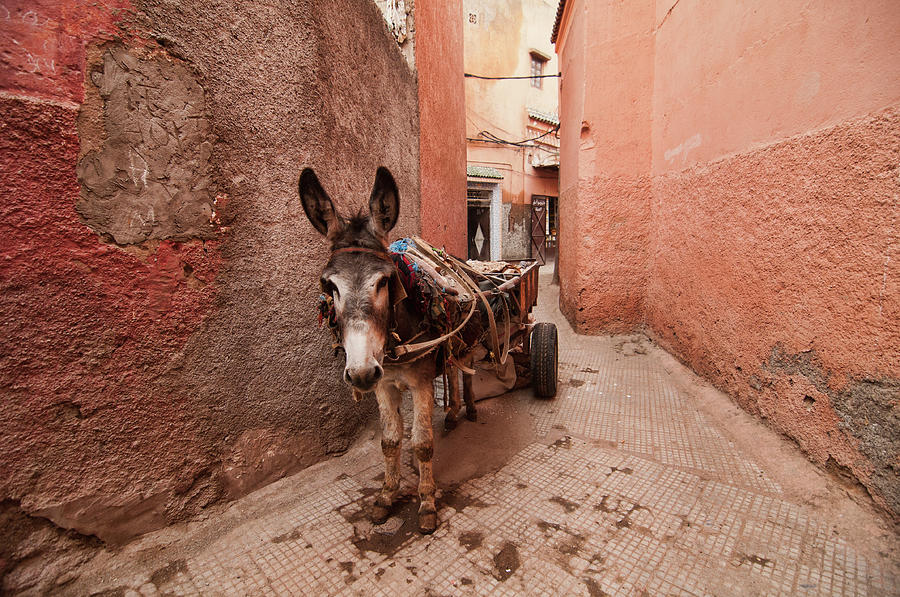 Donkey In Medina Photograph by Dave Stamboulis Travel Photography